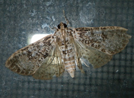 Common Palpita
